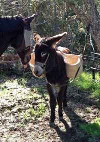 Bicycles are optional