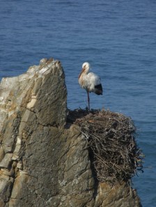 Stork nesting on the cliffs at Cabo Sardao