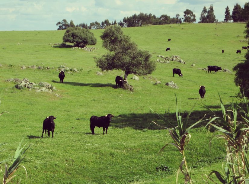 11070384_10153257579029082_9103854172917846668_o